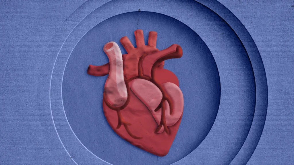 An anatomically correct heart made from plasticine against a blue background -2.