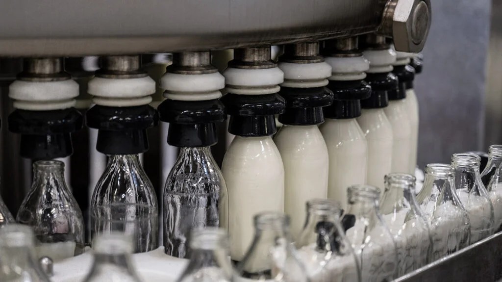 Glass bottles being filled with milk