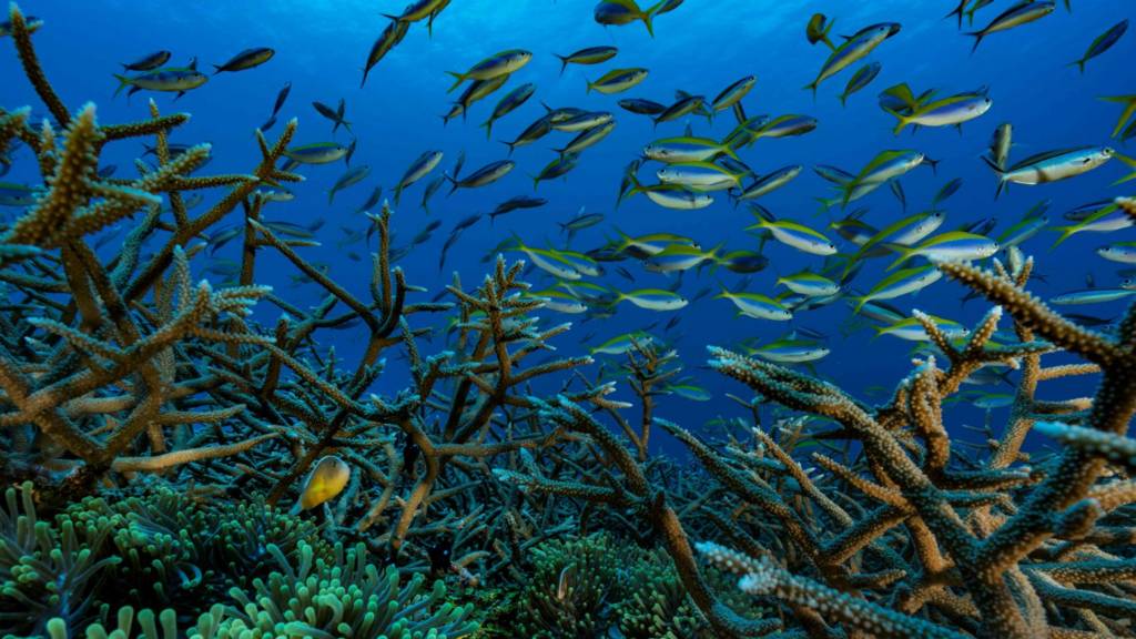 Fish in a reef in Comoros.