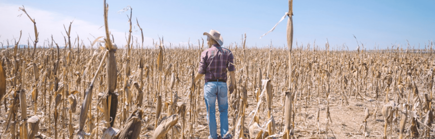 Farmer in a corn field 