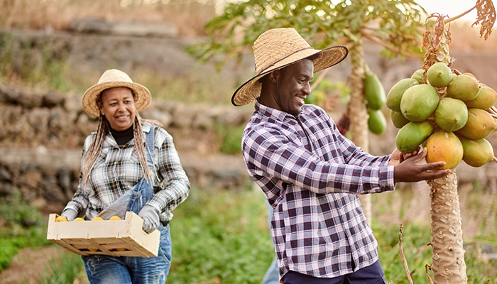 Farming women in field picking crops with hat on