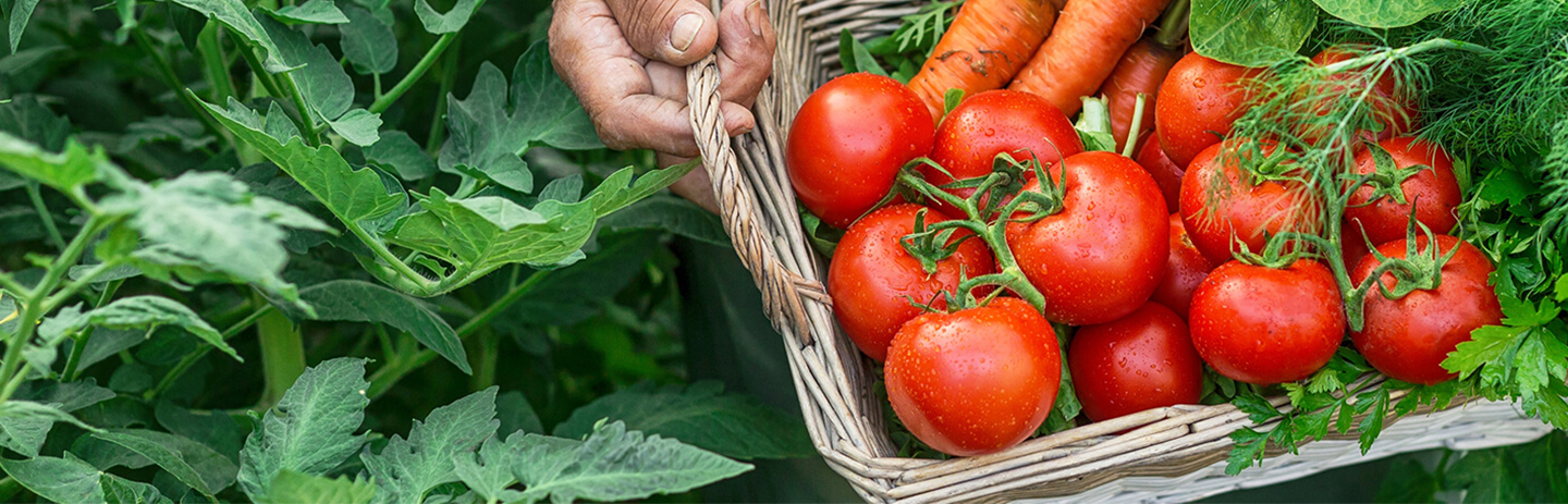 Tomatoes in a basket