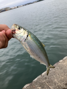 港町で小物釣り