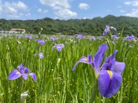 大宜味村に咲く「オクラレルカ」