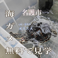 海ガメ無料で見学できる名護市『美ら島自然学校』で海ガメについて学べる！GWや夏休みにオススメ