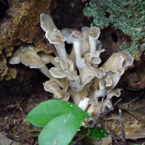 80maitake-imgp0344