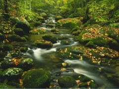 Forest Stream