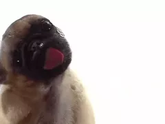 Dog licks the screen