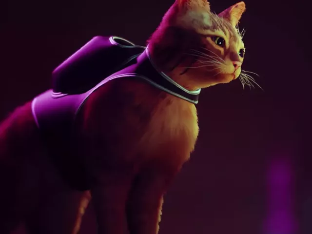 Live wallpaper «Kitten from Stray»