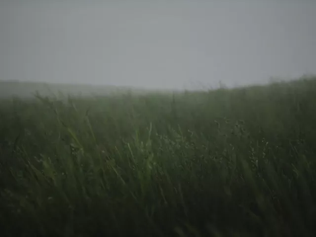 Live wallpaper «Wavy grass»