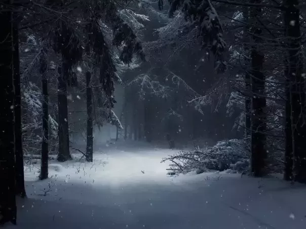 Live wallpaper «Dark Winter Path»