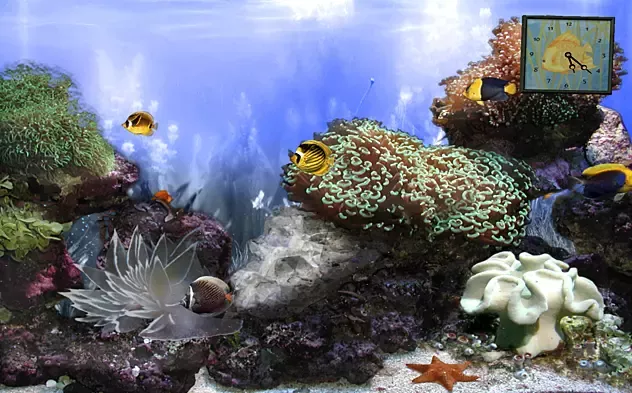 Screensaver «Reef Anemones» for Windows