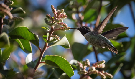 What to Plant Now to Benefit Wildlife in Spring