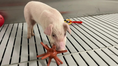 Meet some of the world's cleanest pigs, raised to grow kidneys and hearts for humans