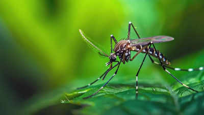 West Nile fever spreading in US; symptoms to precautions, all you want to know