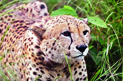 Papers for cheetah relocation given to South Africa: NTCA