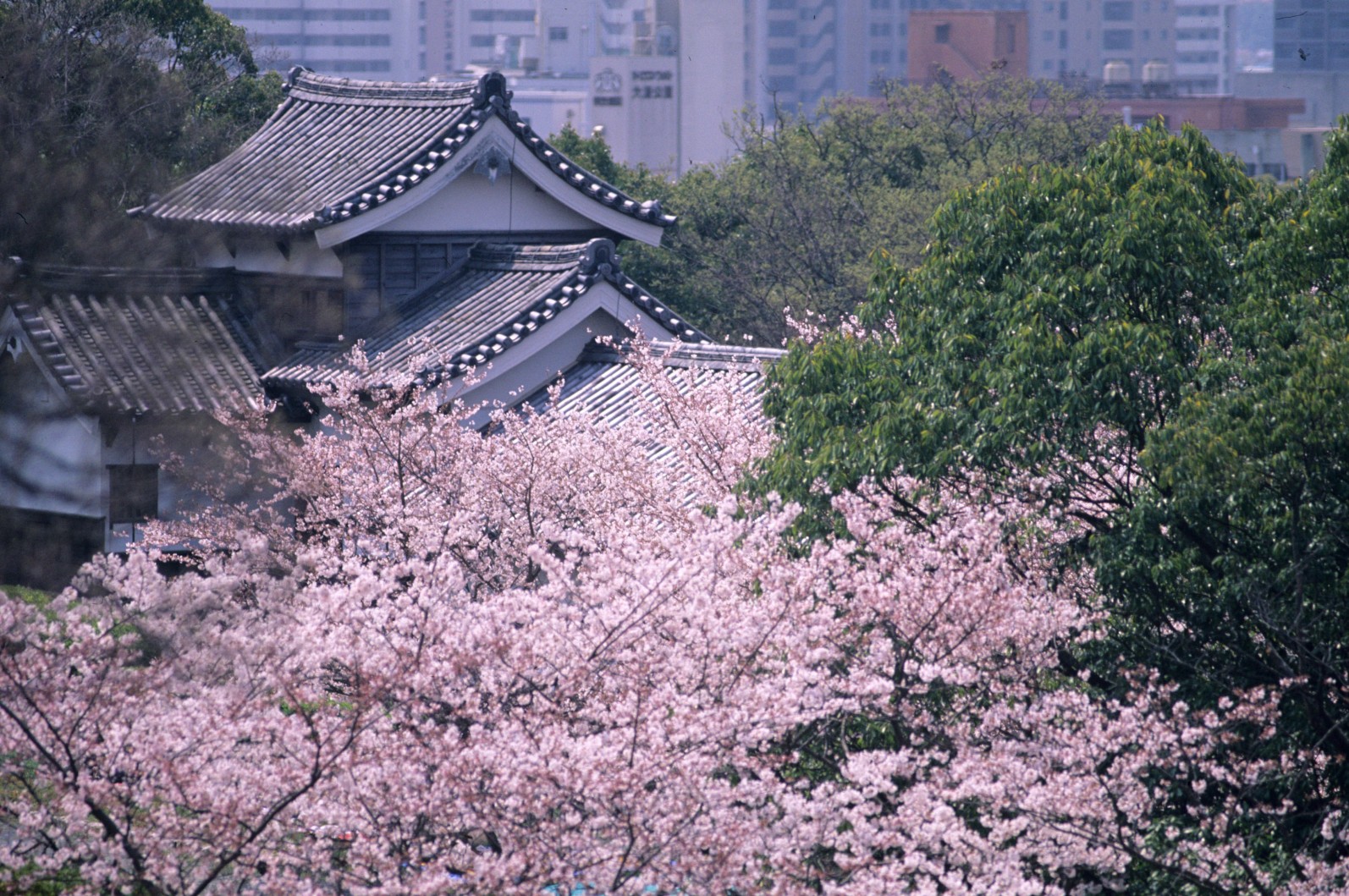 福岡の桜