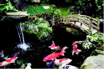 Although carp ponds are rooted in antiquity, they are still popular today, and enthusiasts worldwide maintain associations devoted to these fish. Shown here are colorful koi, originally bred from the common grass carp, swimming in a pond at a Japanese garden and teahouse. Carp have religious and cultural significance in Asia and other parts of the world.