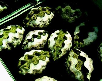 Giant clams can weigh more than 227 kilograms (500 pounds), and are the largest bivalve mollusk in the world. These giant clams are at a fisheries research center on Micronesia's Koror Island.