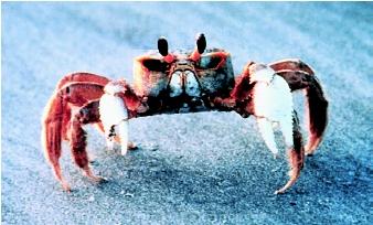 The ghost crab, native to the eastern United States, spends most of its life on land. Ghost crabs can be seen scurrying down to the water in order to wet their gills, which must be kept moist in order to breathe.