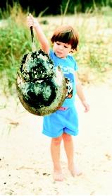 The shells (carapaces) of horseshoe crabs sometimes are found on beaches. If this were a live animal, picking it up by the tail could cause injury to the crab.