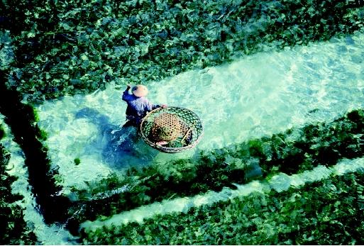 This seaweed plantation in Bali, Indonesia illustrates the role of mariculture (marine aquaculture) in meeting human food demands. Global seaweed production exceeds 10 million metric tons annually.