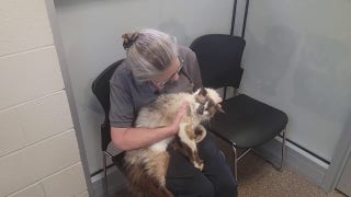 Woman reunites with cat after it went missing for 11 years - Fox News