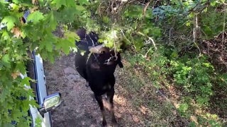 Wild moose spotted near cabin home - Fox News