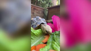 Tiny tortoise tries to eat colorful fruits and vegetables for snack - Fox News