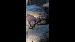 Otters snooze at local Texas zoo in adorable video - Fox News