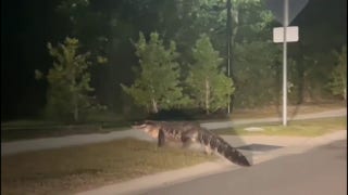 WATCH: Massive gator strolls across North Carolina street - Fox News