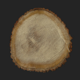 Asset: TreeEnd002