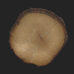 Asset: TreeEnd003