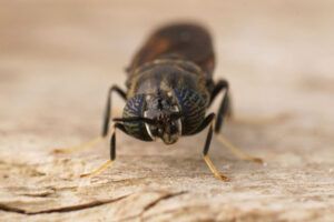 Insect farming with the black soldier fly, Hermetia illucens