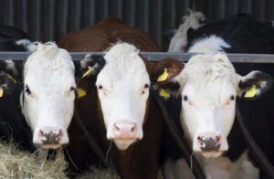 Hereford cows