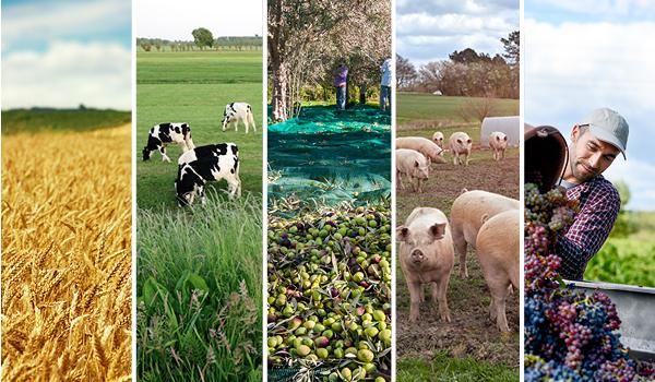 a collage of a wheat field, animals and a farmer loading grapes