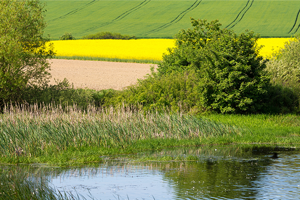 Landscape - water pond