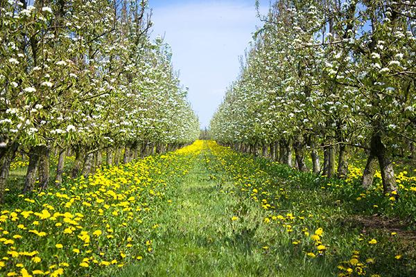 A field of flowers and trees