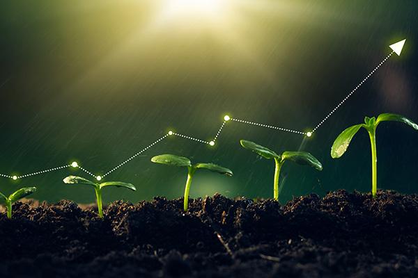 seedlings growing in soil with an arrow marking growth development