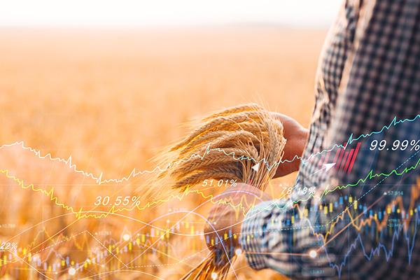 a person holding wheat in a field 