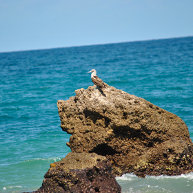 Biodiversidad en Islas Marías