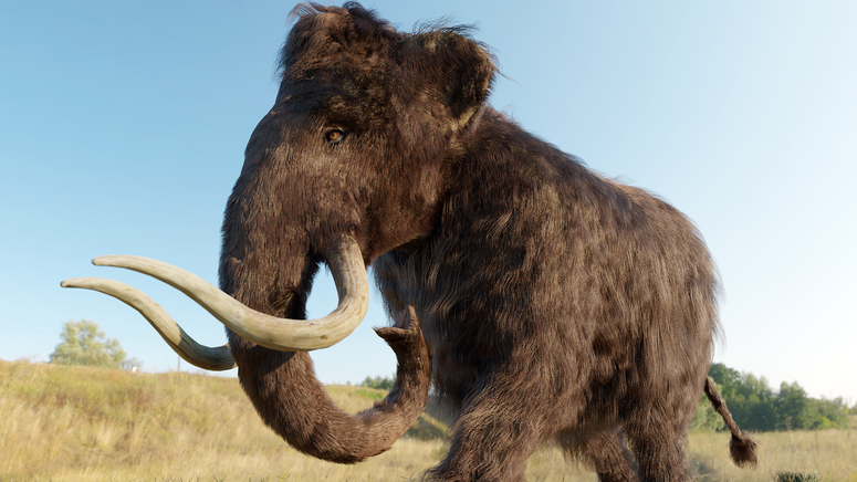 A 52,000-Year-Old Piece of Woolly Mammoth 'Jerky' Is Being Called a 'Game-Changer' by Scientists