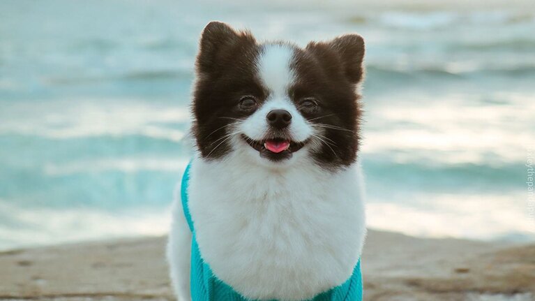 An image of a small black and white dog standing on a beach and looking at the camera.