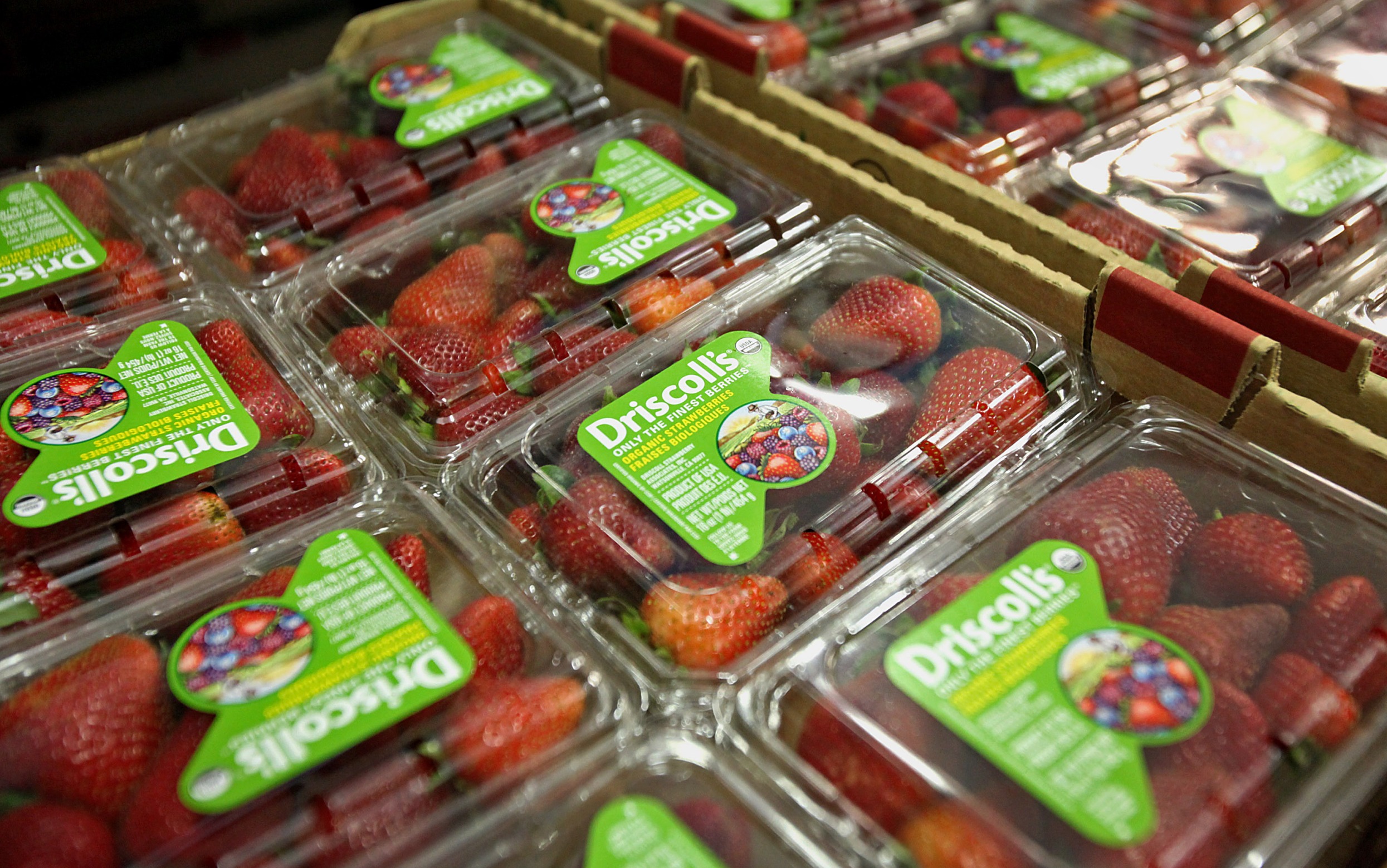 Driscoll's strawberries wait to be packaged for shipment.