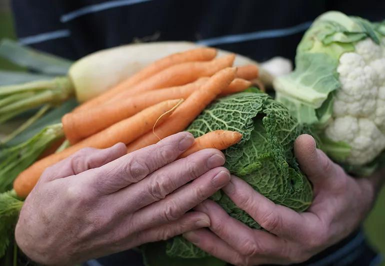 Elder individual holding cabbage, carrots, cauliflower and root vegetables