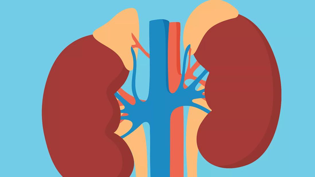 A close up illustration of the adrenal glands