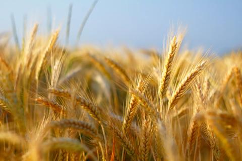 Field of barley