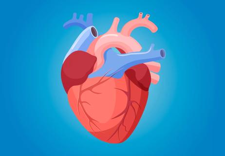 anatomical illustration of a heart against a blue background