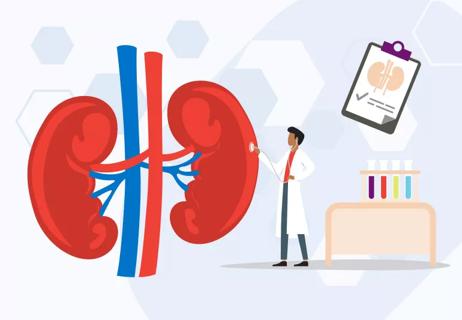 illustration of a caregiver and the kidneys