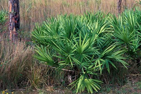 Saw palmetto bush